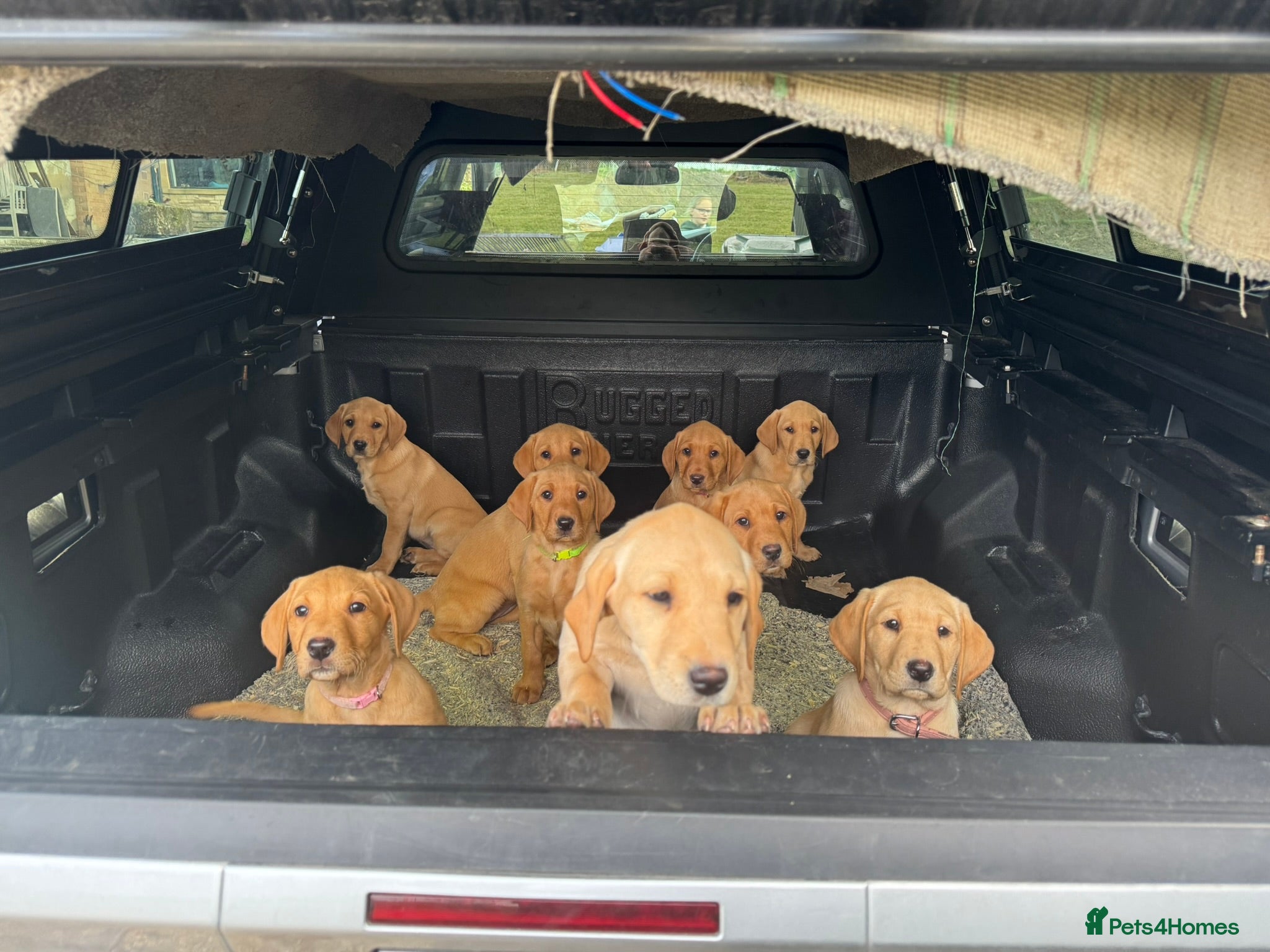 Labrador Retriever dogs for sale: Working Pet Bred; Highly Regarded Labrador Lineage - Advert 1