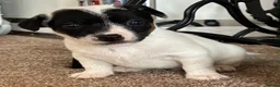 Jack Russell dogs for sale: Beautiful Jack Russell puppies  in Reading - Advert 6
