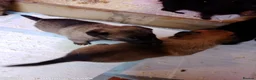 German Shepherd dogs for sale: German shepherd babies  lAST GIRL FOR DEPOSIT  - Advert 9