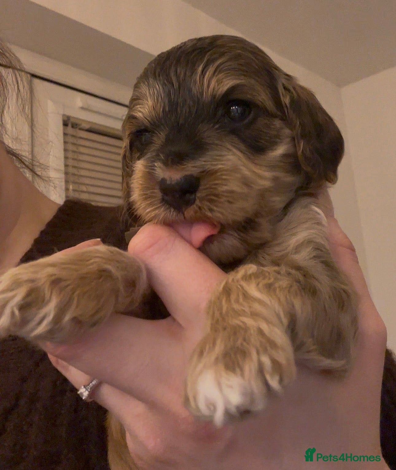 Cockapoo dogs 🌟 Premium F1 Mini Cockapoo Puppies 🌟 - Advert 10