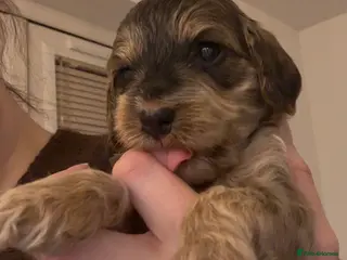 Cockapoo dogs 🌟 Premium F1 Mini Cockapoo Puppies 🌟 - Advert 10