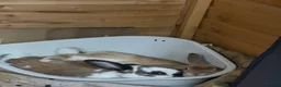 Mixed Breed rabbits for sale: 2 male bonded pair rabbits  - Advert 9