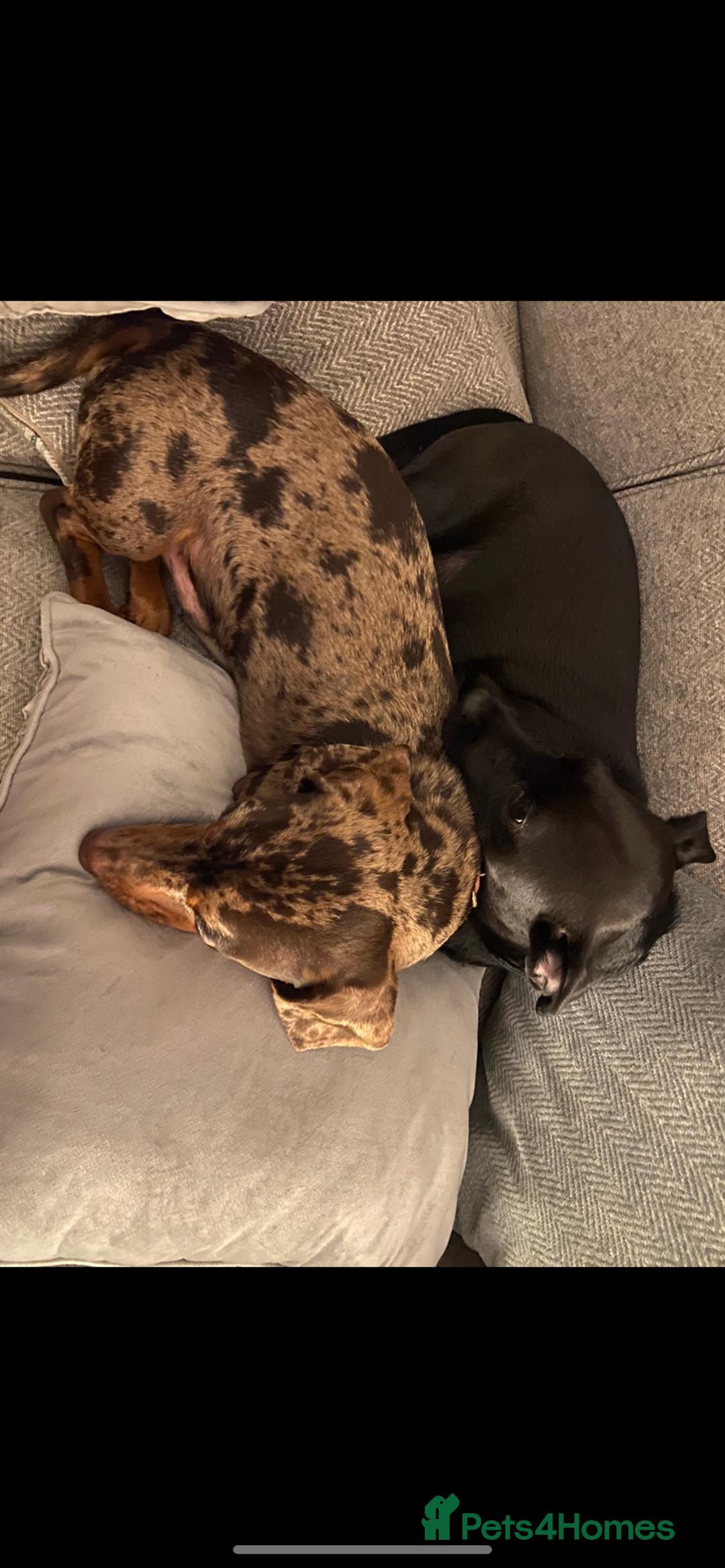 Mixed Breed dogs for sale: Dachshund cross Patterdale - Image 13