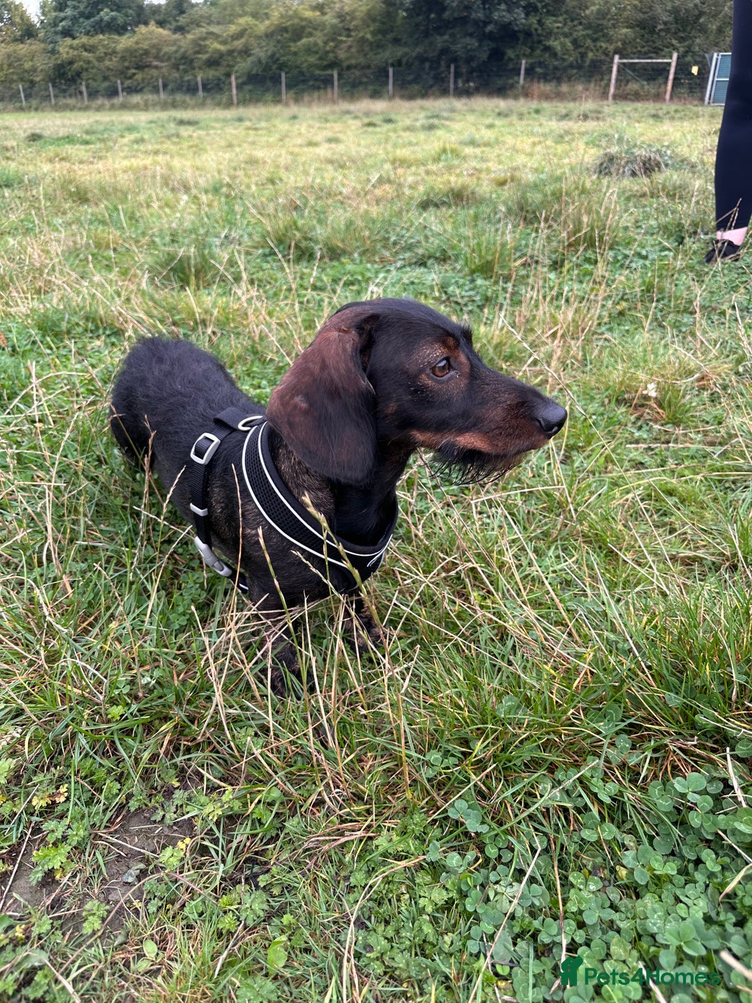 Dachshund dogs for stud: STUD Dachshund wired haired boy  in Rotherham - Advert 8