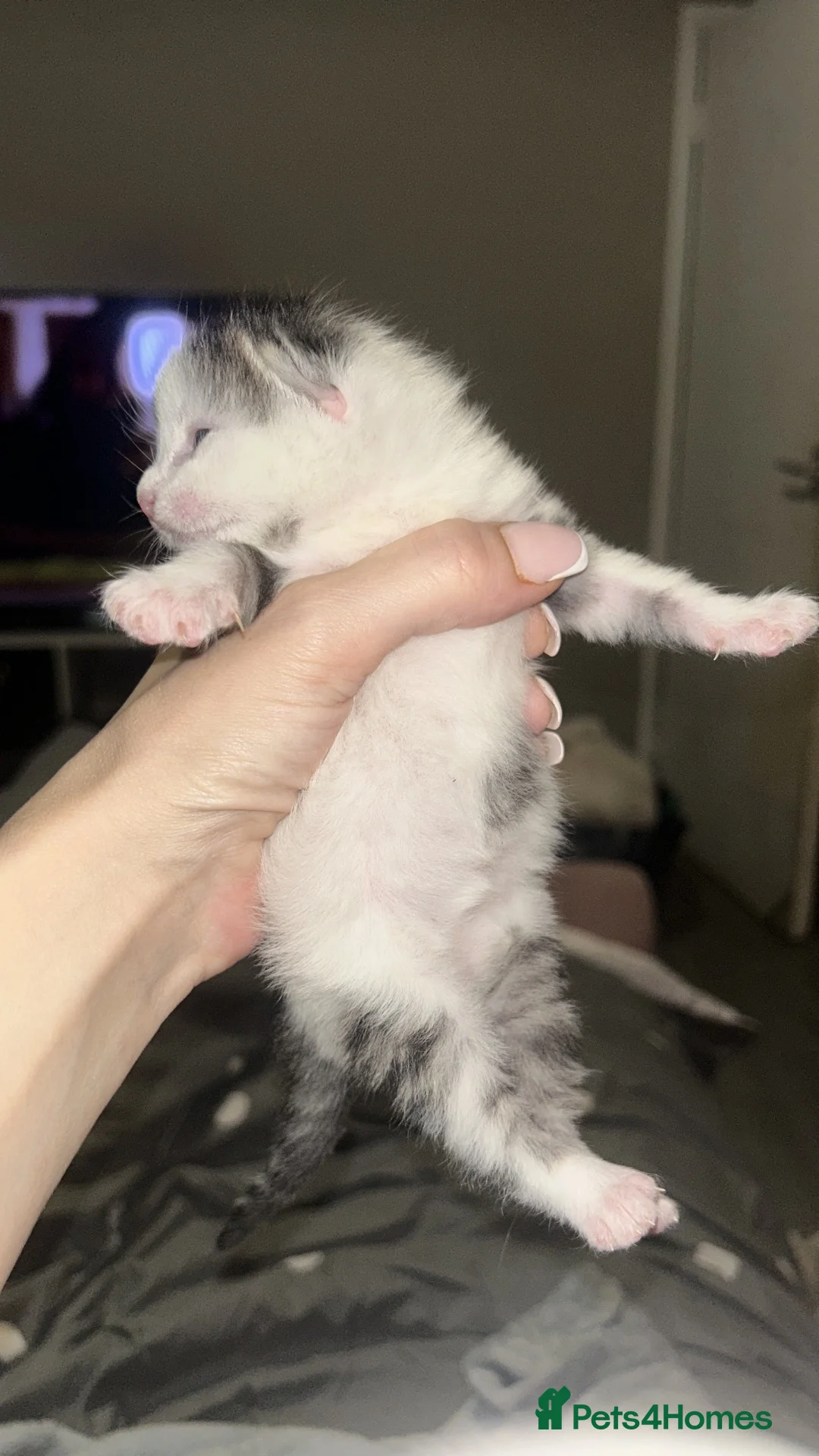 Mixed Breed cats for sale: One beautiful kitten - Advert 1