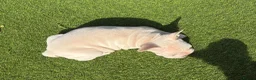 French Bulldog dogs for sale: She was my keeper. STUNNING French Bulldog Girl - Advert 16