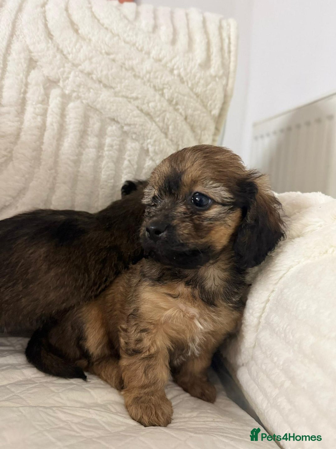 Mixed Breed dogs for sale: 6 Beautiful Daxichons - Advert 21