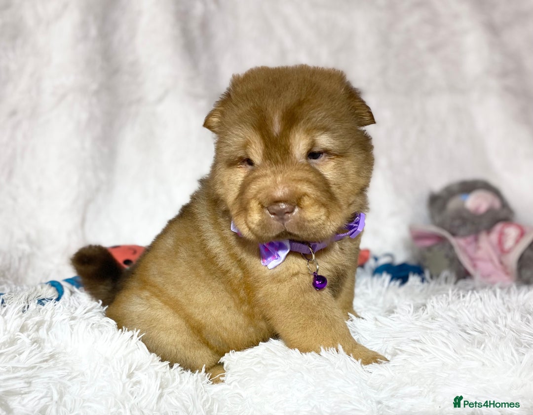 Shar Pei dogs for sale: ⭐️Quality Shar pei puppies for sale⭐️ - Image 23