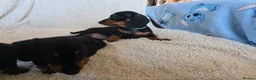 Dachshund dogs for sale: Six beautiful miniature smooth haired dachshunds - Advert 23