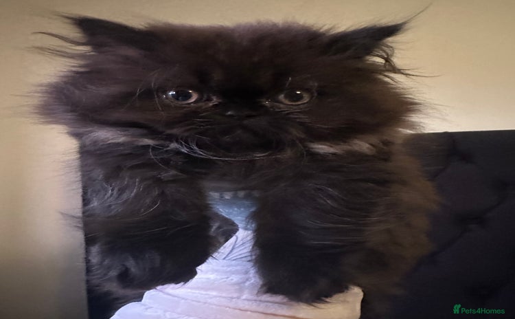 Persian cats - Advert 1