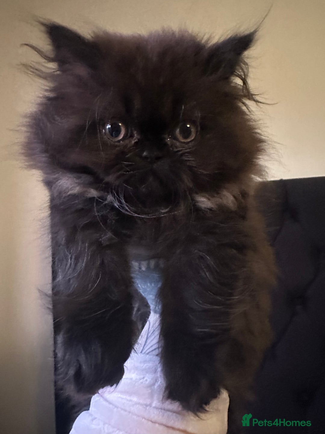 Persian cats for sale: Persian kitten for sale  - Image 1
