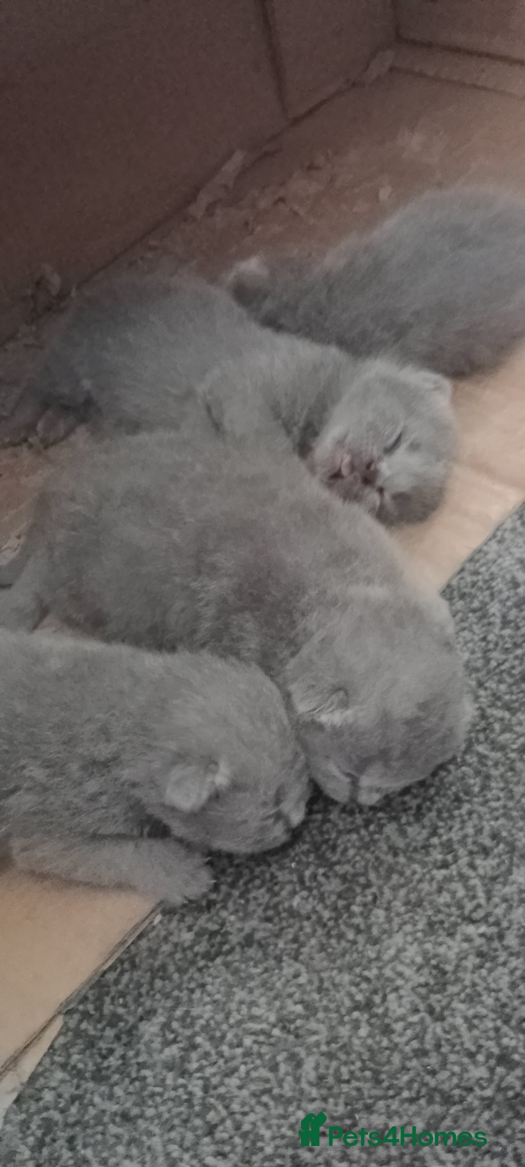 British Shorthair cats for sale: Purebred British shorthairs - Image 1