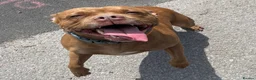 Staffordshire Bull Terrier dogs for sale: Gorgeous El in Warrington - Advert 1