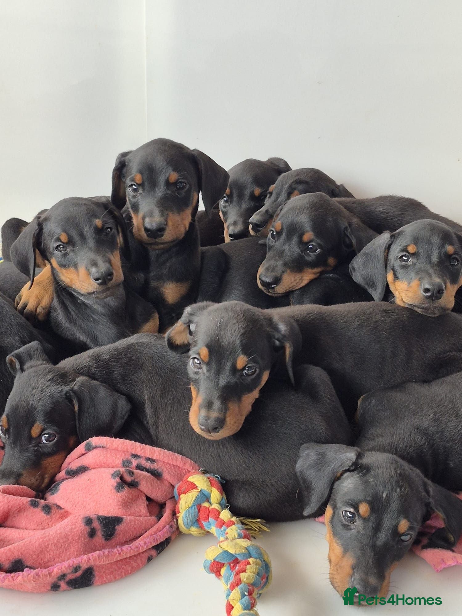 Dobermann dogs Excellent dobermann puppies  - Advert 1