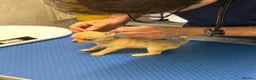 Chihuahua dogs for sale: Chihuahuas *Stunning Litter* LAST ONE Tiny - Advert 2