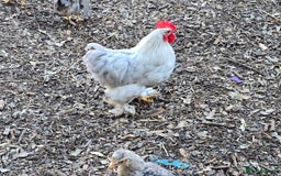 Chickens poultry for sale: Lavender Peking Bantams  - Image 6