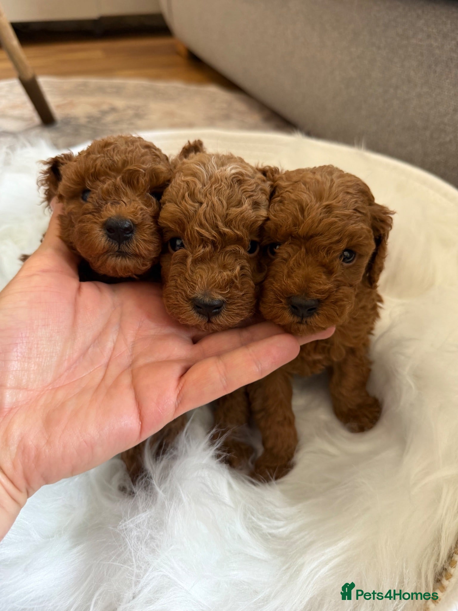 Toy Poodle dogs Outstanding KC red toy poodle puppies 🐩  - Advert 3