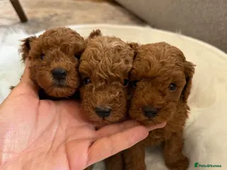 Toy Poodle dogs Outstanding KC red toy poodle puppies 🐩 - Advert 3