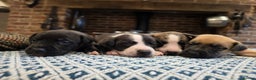 Whippet dogs for sale: Whippet litter.  One male left (badger) - Advert 16