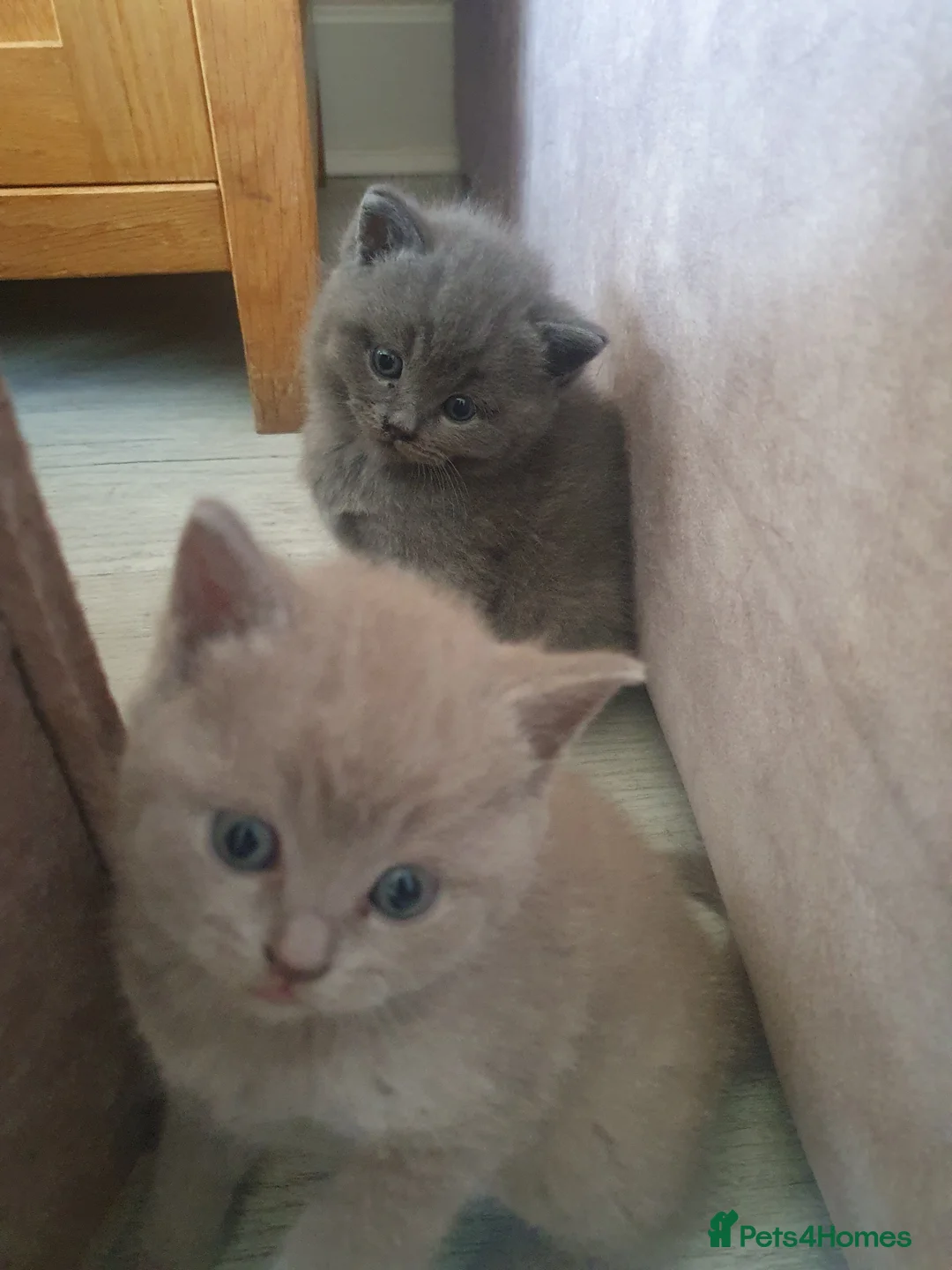 British Shorthair cats for sale: British shorthair  - Advert 1