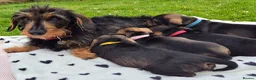 Miniature Dachshund dogs for sale: Wire Haired Dachshund Puppies KC Registered  - Advert 7
