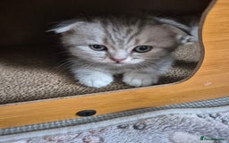 Scottish Fold cats for sale: Scottish Fold/Straight kittens  - Image 8