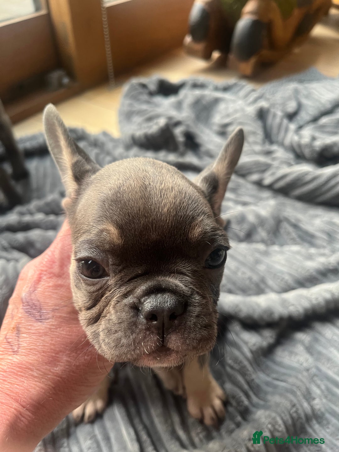 French Bulldog dogs for sale: French bull dog puppies  - Image 27
