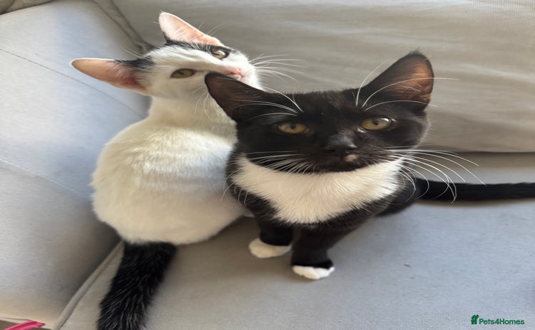 Mixed Breed cats - Advert 12