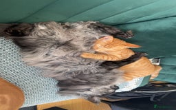 Domestic Shorthair cats for sale: Two ginger boys for sale / half maine coon - Image 4