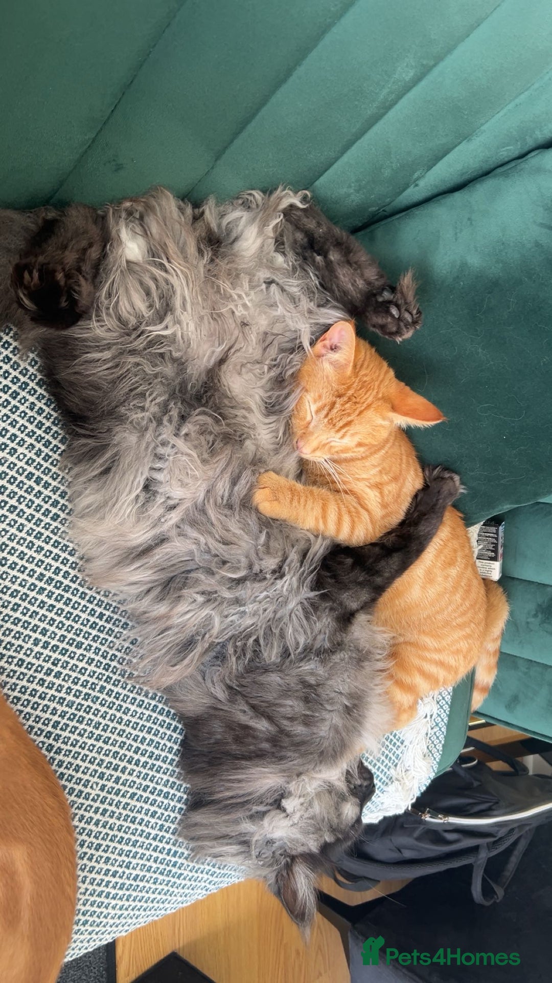 Domestic Shorthair cats for sale: Two ginger boys for sale / half maine coon - Image 4