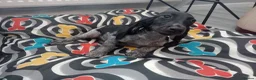 Mixed Breed dogs for sale: KC Basset Hound x KC German Shorthaired Pointer  - Advert 32