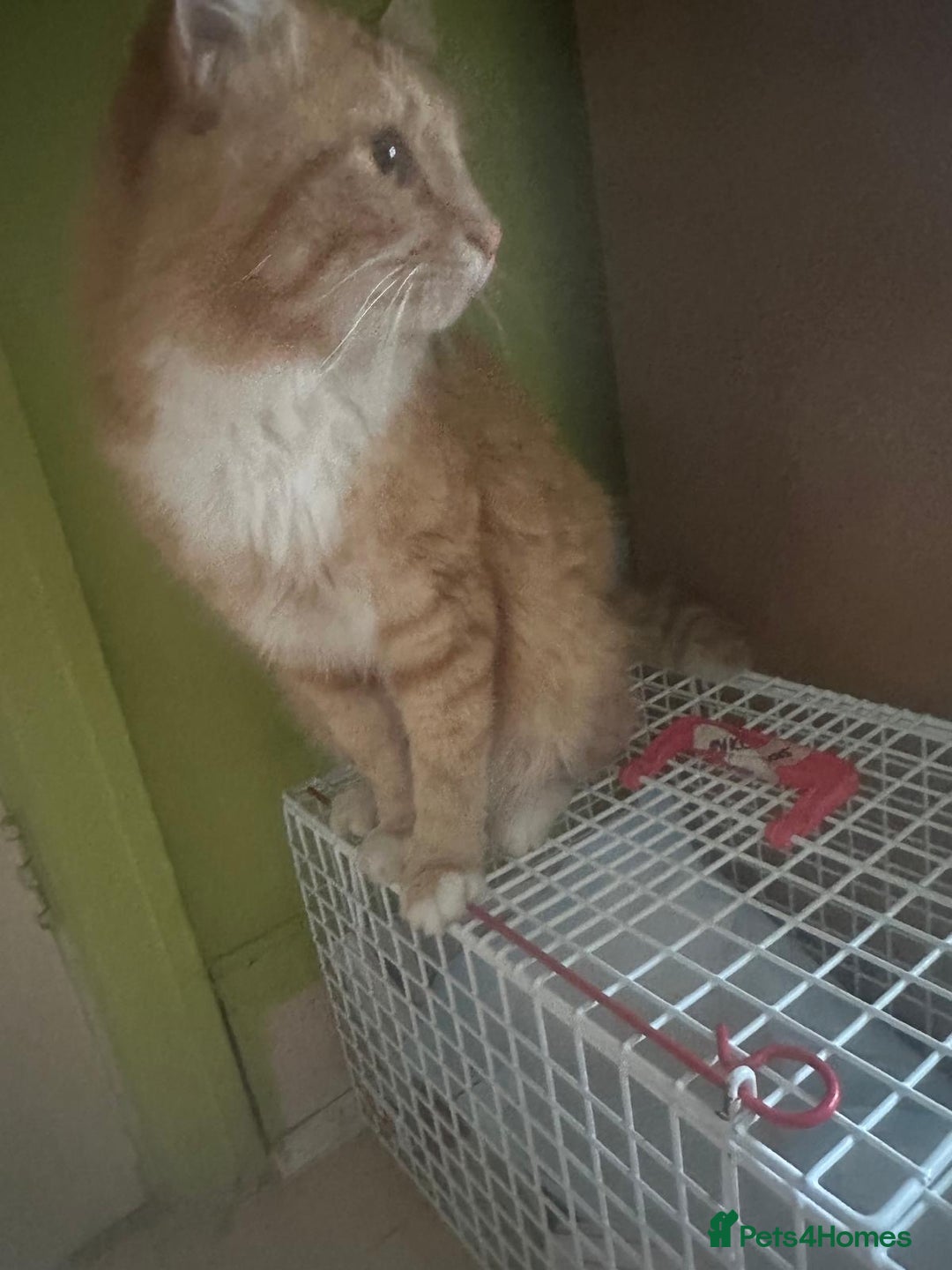 Mixed Breed cats for adoption: Tiger the rescue ginger tom - Advert 3