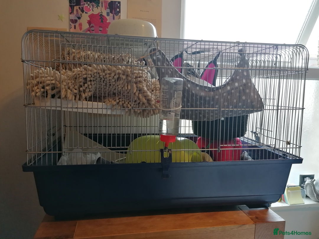 Rat rodents for sale: Free Rats with Cage etc, to good home - Image 6