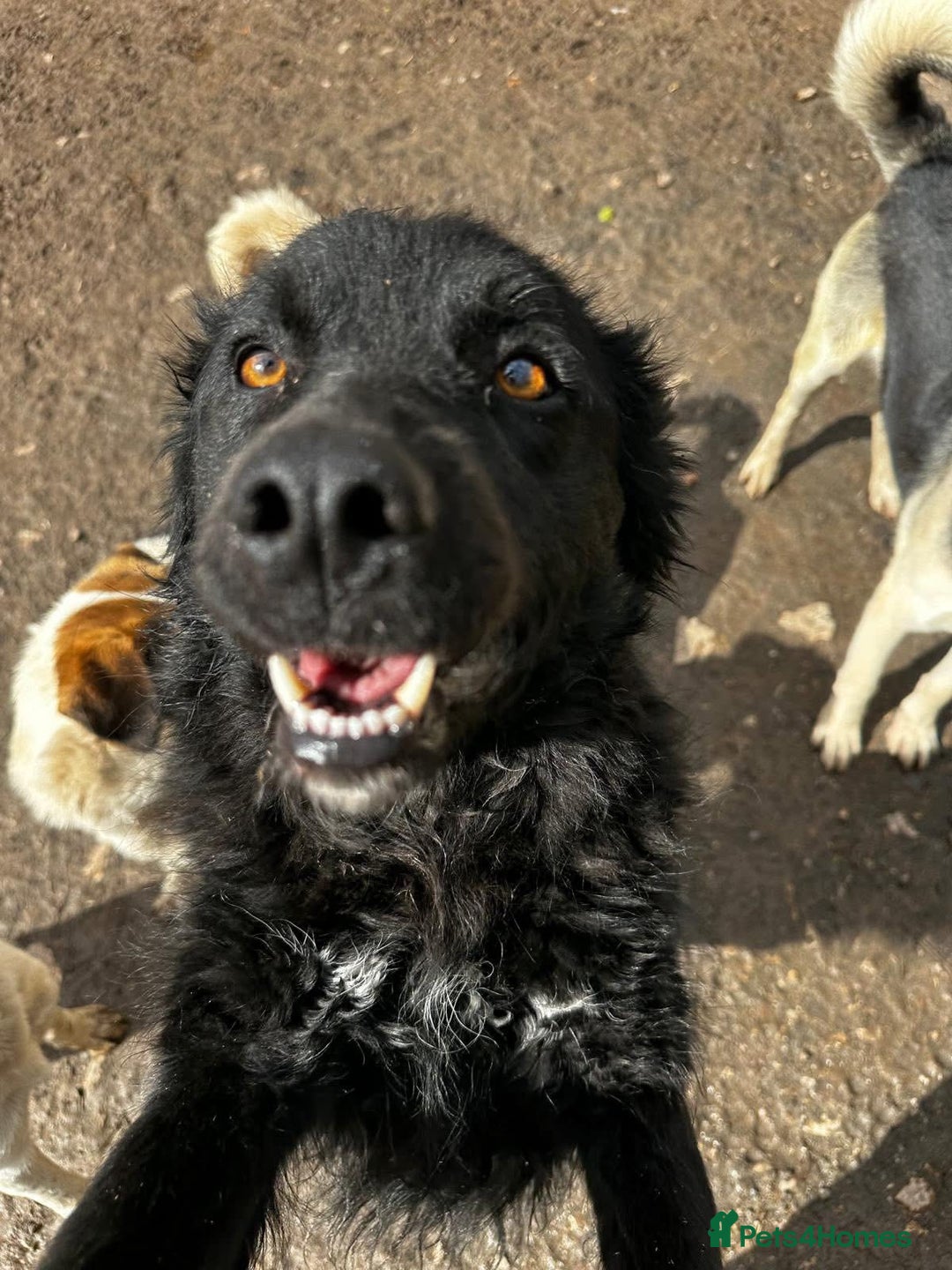 Mixed Breed dogs for adoption: Astra is looking for a family  - Advert 8