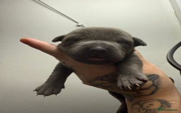Bandog dogs for sale: 🐾 🌟 Premium multigen Bandogge Puppies🌟🐾 - Image 1