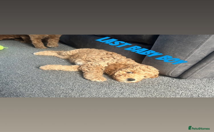 Poochon dogs - Advert 2