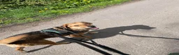 Mixed Breed dogs for adoption: Meet Shiloh, currently residing in Cheshire  in Nantwich - Advert 4