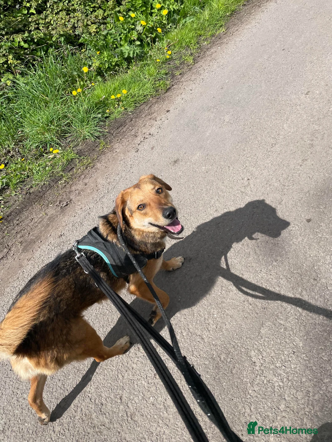 Mixed Breed dogs for adoption: Meet Shiloh, currently residing in Cheshire  in Nantwich - Advert 4