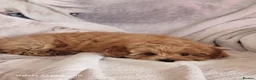 Pomapoo dogs for sale: Fabulous  pomapoo puppies  - Advert 6