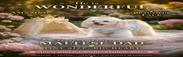 Maltese dogs for stud: New Adroble boy only for stud whit baby face :) - Advert 1