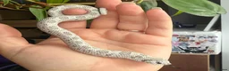 Snake reptiles for sale: Various Western Hognose Hatchlings - Advert 33