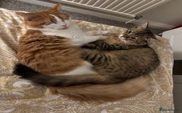 British Longhair cats for sale: 2 beautiful and loving boys - Image 2