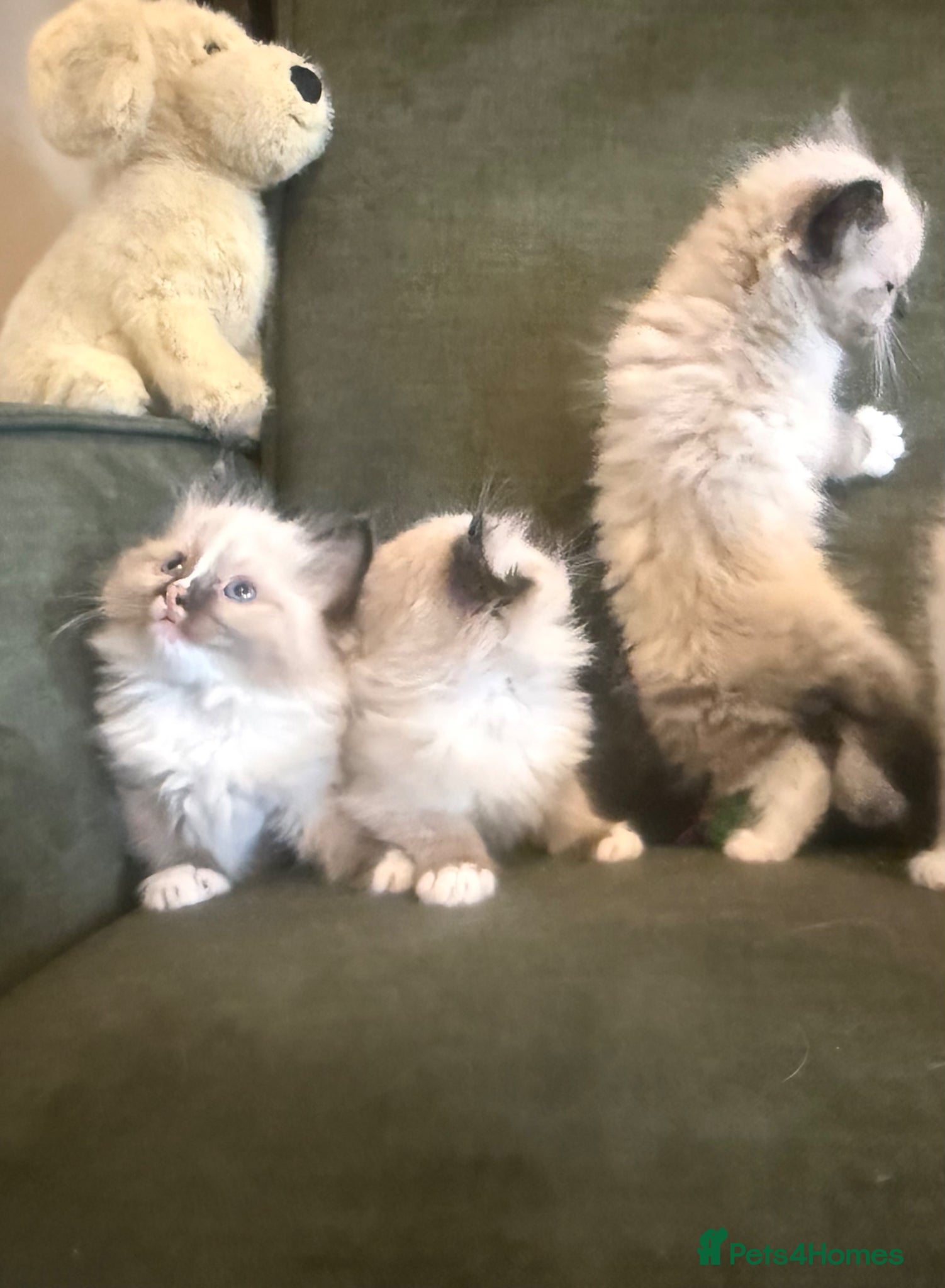 Ragdoll cats Stunning Ragdoll kittens  - Advert 2