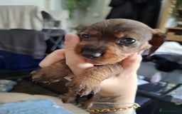 Miniature Dachshund dogs for sale: Miniature dachshund puppies  - Image 5