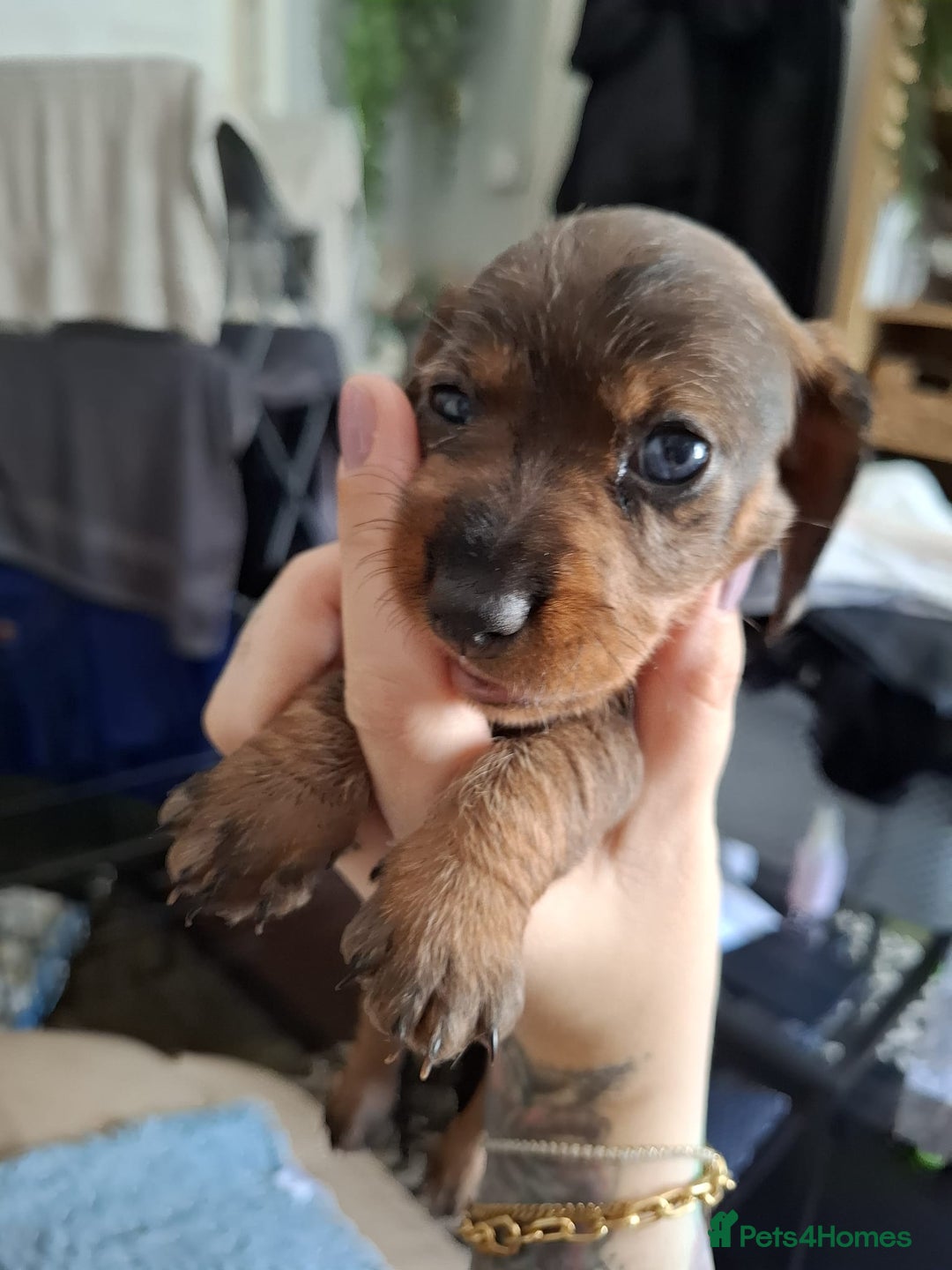 Miniature Dachshund dogs for sale: Miniature dachshund puppies  - Image 5