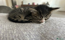 Domestic Shorthair cats for sale: 4 Kittens Available  - Image 7