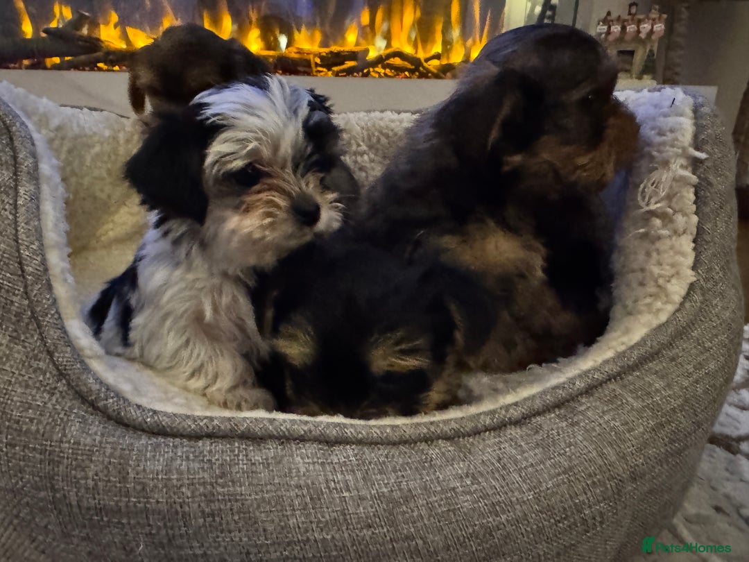 Yorkshire Terrier dogs for sale: Miniature Yorkie Puppies  - Image 7