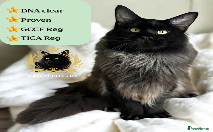 Maine Coon cats in Dunfermline - Advert 16