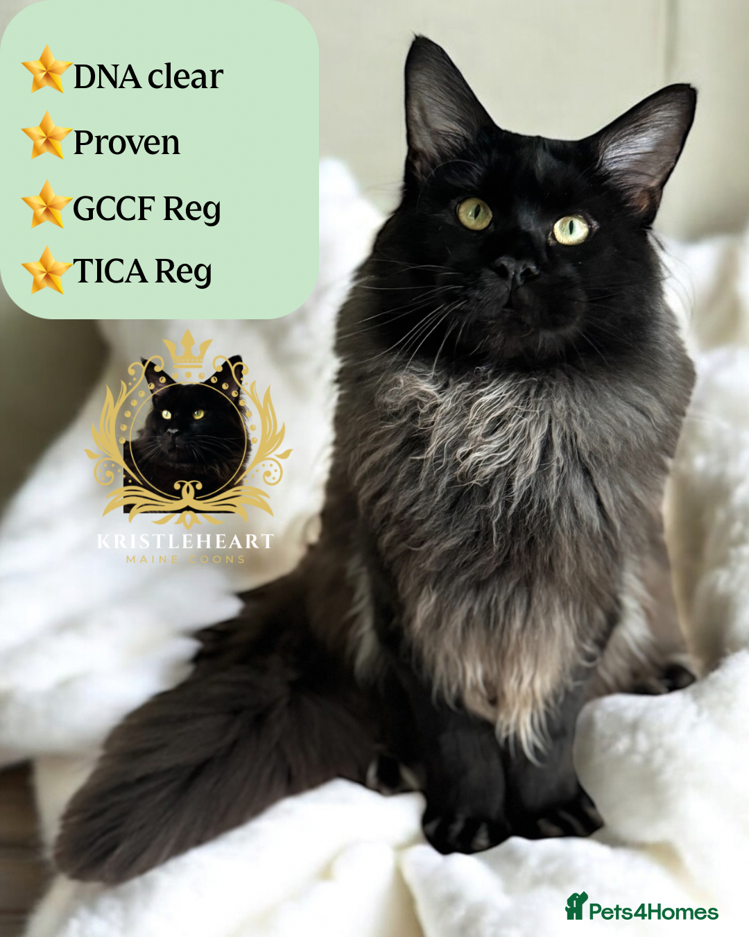 Maine Coon cats for stud: GCCF/TICA KING-SIZE STUD  in Dunfermline - Image 1