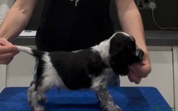 Cocker Spaniel dogs for sale: Blue Roan Show Cocker Spaniels  - Image 18